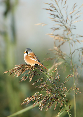 Bearded Tit Panurus biarmicus
