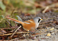 Bearded Tit Panurus biarmicus