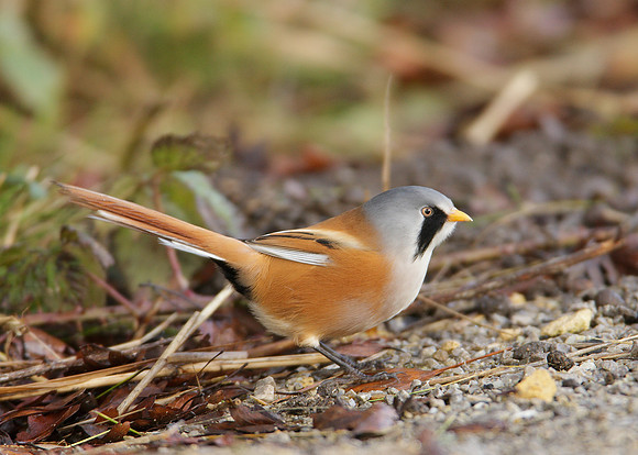 Bearded Tit Panurus biarmicus