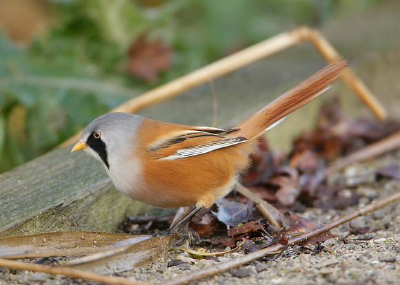 Bearded Tit Panurus biarmicus