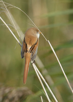 Bearded Tit Panurus biarmicus