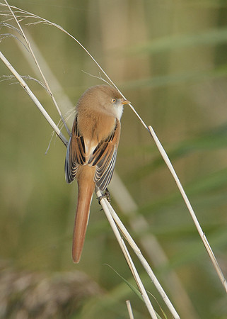Bearded Tit Panurus biarmicus