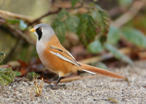 Bearded Tit Panurus biarmicus