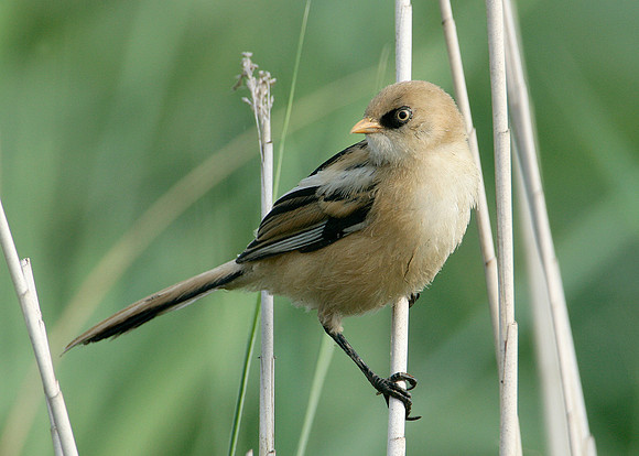 Bearded Tit Panurus biarmicus