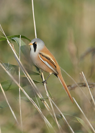 Bearded Tit Panurus biarmicus