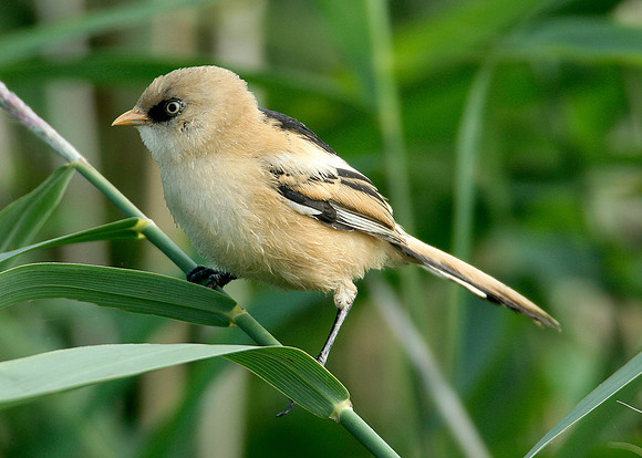 Bearded Tit Panurus biarmicus