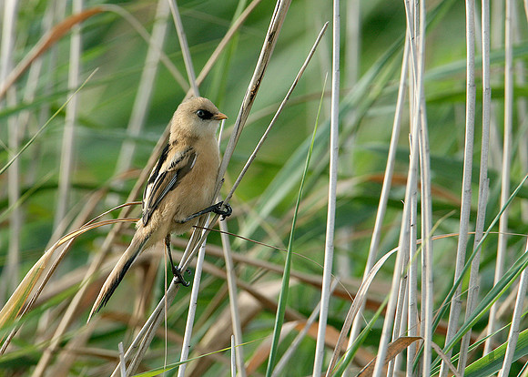 Bearded Tit Panurus biarmicus