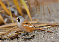 Bearded Tit Panurus biarmicus