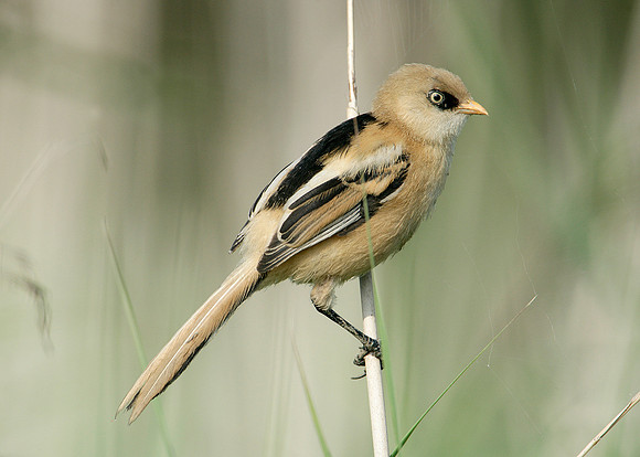 Bearded Tit Panurus biarmicus