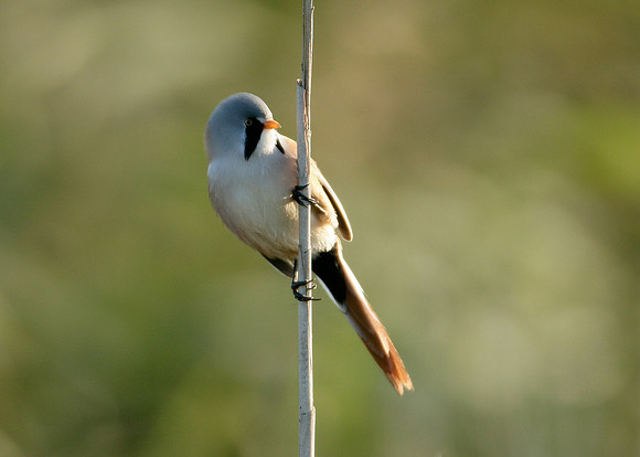 Bearded Tit Panurus biarmicus