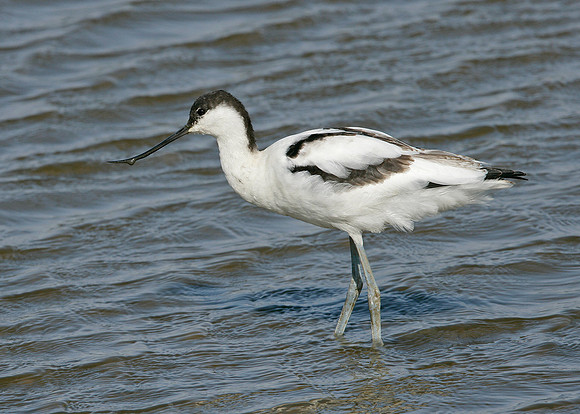 Avocet Recurvirostra avosetta
