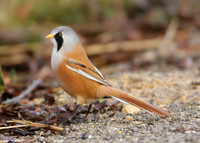 Bearded Tit Panurus biarmicus