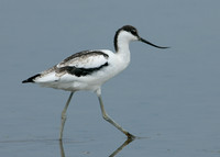 Avocet Recurvirostra avosetta