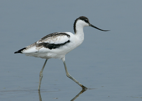 Avocet Recurvirostra avosetta