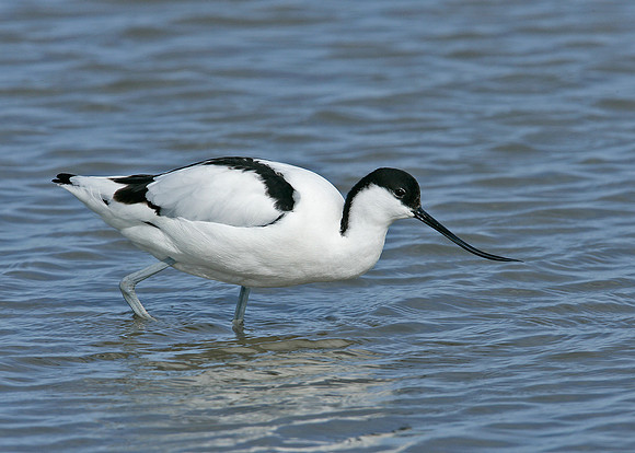 Avocet Recurvirostra avosetta