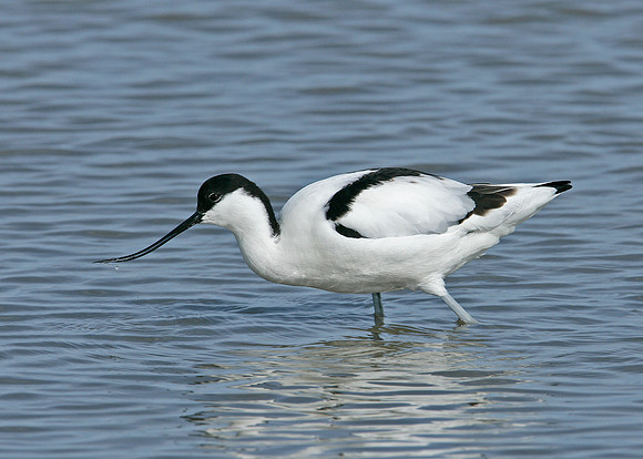 Avocet Recurvirostra avosetta
