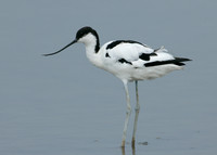 Avocet Recurvirostra avosetta