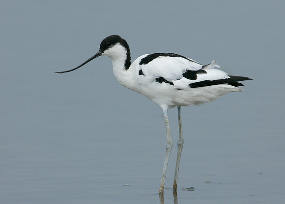 Avocet Recurvirostra avosetta