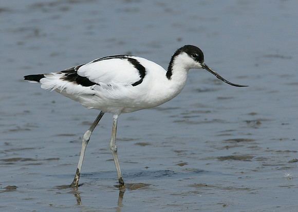 Avocet Recurvirostra avosetta