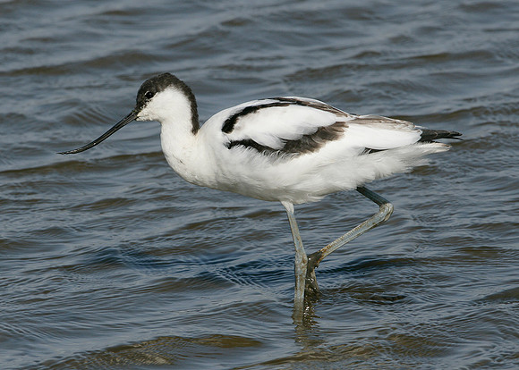 Avocet Recurvirostra avosetta