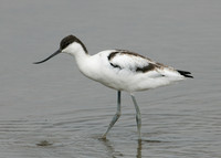 Avocet Recurvirostra avosetta