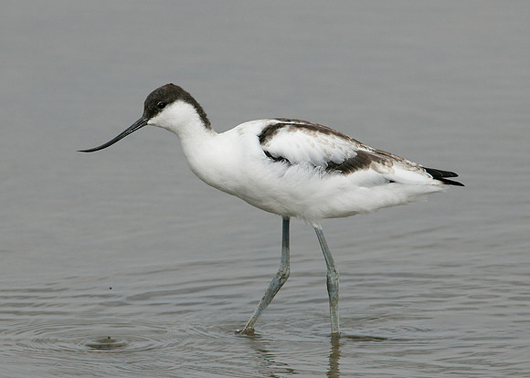 Avocet Recurvirostra avosetta