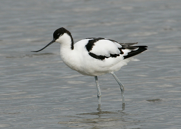 Avocet Recurvirostra avosetta