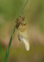 Four-spotted Chaser Libellula quadrimaculata