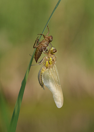 Four-spotted Chaser Libellula quadrimaculata