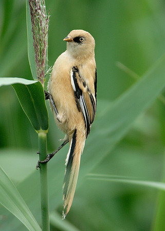 Bearded Tit Panurus biarmicus