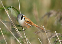 Bearded Tit Panurus biarmicus