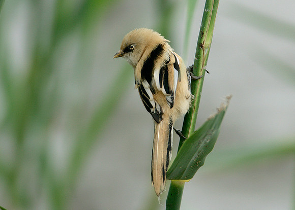Bearded Tit Panurus biarmicus