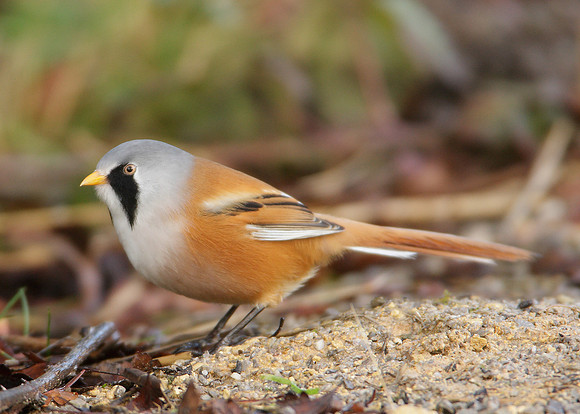 Bearded Tit Panurus biarmicus