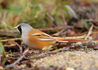 Bearded Tit Panurus biarmicus