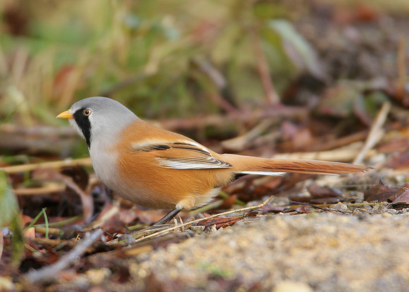 Bearded Tit Panurus biarmicus