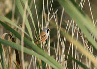 Bearded Tit Panurus biarmicus