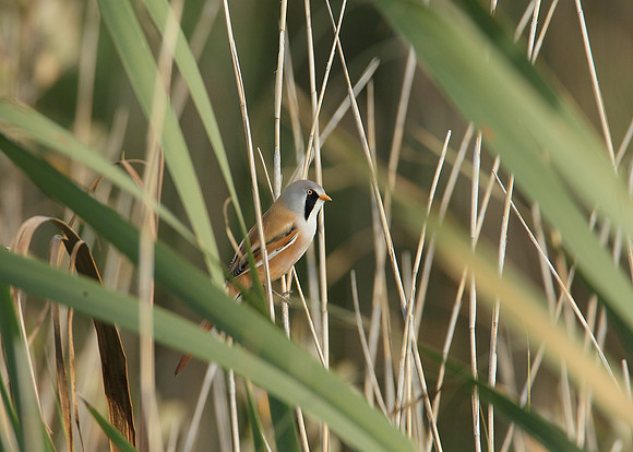 Bearded Tit Panurus biarmicus