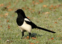 Magpie Pica pica
