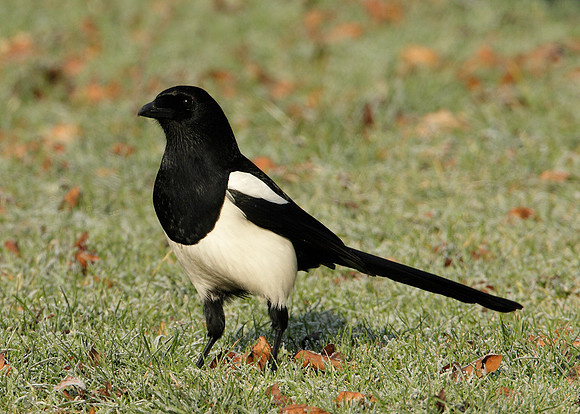 Magpie Pica pica