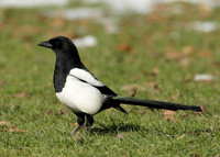 Magpie Pica pica
