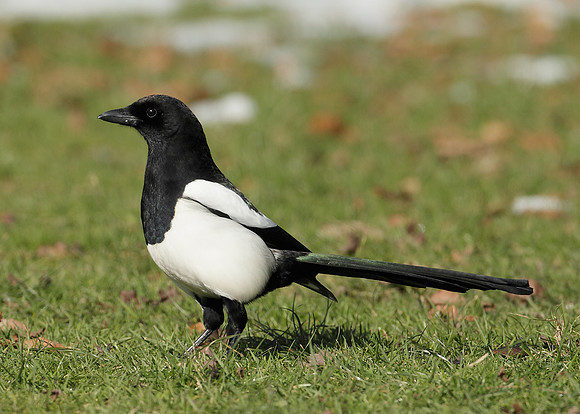 Magpie Pica pica