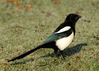 Magpie Pica pica