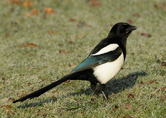 Magpie Pica pica