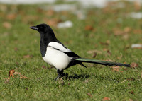 Magpie Pica pica