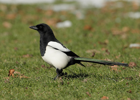 Magpie Pica pica