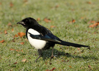 Magpie Pica pica