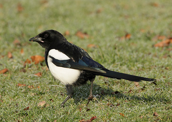 Magpie Pica pica