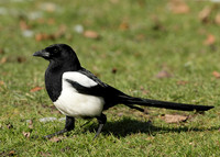 Magpie Pica pica