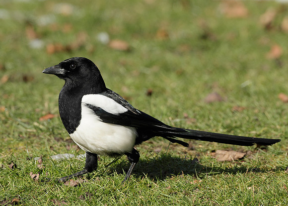 Magpie Pica pica