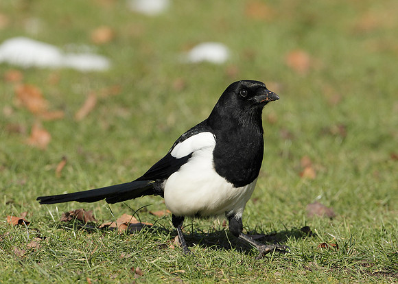 Magpie Pica pica